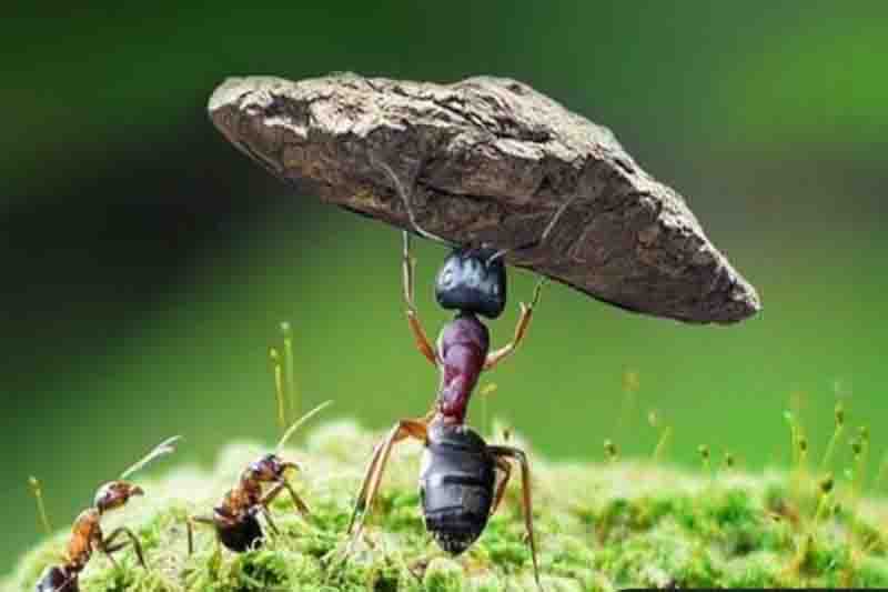 III Jornadas Culturales Muretes de Piedra Seca y Arte en Piedramorrera